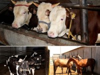 Бәйдібек ауданындағы шаруа қожалық 250 тонна ет өндіреді