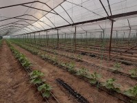 Жылына 800 тонна өнім беретін жылыжай биыл іске қосылады