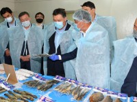 Қазақстанда өсіретін балықтың 70 пайызы Түркістан облысына тиесілі