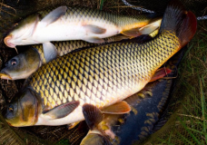 Түлкібас: Балық шаруашылығын дамытуға бел буған кәсіпкер алғашқы жемісін көруде