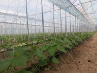 Төлеби ауданында жылыжай көлемі 20 гектардан асты