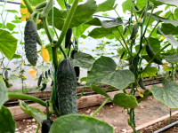 Ордабасыда бір алқаптан екі-үш өнім алуға ниеттілер 3 есеге артты