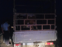 Түркістан облысының полицейлері заңсыз 3 бас ірі қара малын тасымалдаған көлік иесін анықтады