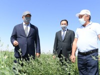 Түркістанда мал азығы 100 пайызға дайындалды