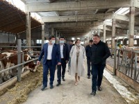 Асыл тұқымды сүтті бағыттағы тауарлы сүт фермасы құрылады