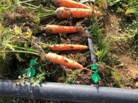 Шымкентте сәбіз жаңа технологиямен өсірілуде