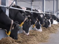 Субсидия үшін талаптар мен нормативтер бекітілді