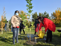 Шымкентте ағаш қоры екі есеге артады