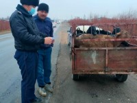 Құжаты жоқ малды тасымалдау заңбұзушылық саналады