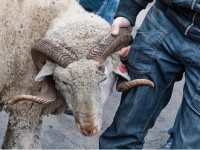 Мал ұрлап қасапхана өткізгендер қолға түсті