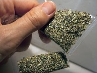 Шекарадан есірткі алып өтпек болып ұсталды