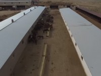 Ордабасы қойы ұлттық бренд