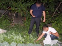 Полицейлер ауласына көкнәр еккен егде жастағы әйелді ұстады