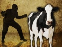 Полицейлер көршісінің сиырын сойып, етін сатып жіберген күдіктіні ұстады