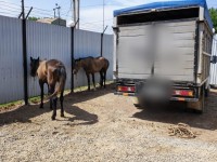 Полицейлер 14 жайт мал ұрлығына қатысы бар қылмыстық топты құрықтады