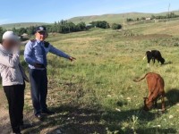 Полицейлер малдарын жайылымға қараусыз жіберген 5 тұрғынға шара қолданды