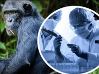 Денсаулық сақтау министрлігі: Қазақстанда маймыл шешегін жұқтыру оқиғалары тіркелген жоқ