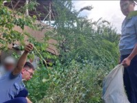 Түркістан облысының полицейлері «көкнардың» кезекті ірі егістігін жойды