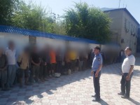 Полицейлер рейдтік шара кезінде кеурек өсімдігін қазған 51 шетелдікті анықтады