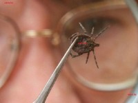 Берегись крымской геморрагической лихорадки