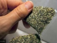 Есірткі иісшіл иттің көмегімен анықталды