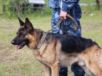 Шекарадан гашиш алып өтпек болған