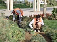 Түркістанда жыл басынан бері 15 мыңнан аса көшет егілген