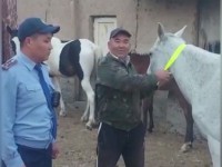 Жылқының мойнына жарық шағылыстыратын таспалар ілінді