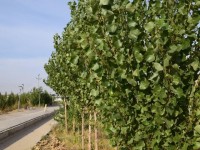 Түркістандықтар 100 мыңнан аса ағаш отырғызды