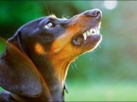 Құтыру ауруынан сақтаныңыздар!