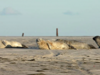 Итбалық пен