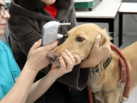 Қазақ тазылары медициналық тексеруден өтіп жатыр