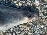 Каспий жағалауынан 40 өлі итбалық табылды