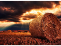 Атырау облысында бірнеше тонна шөп өртеніп кетті