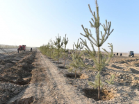 15 млн көшет қайда? Депутат бюджет қаржысы ұрланып жатқанын айтты