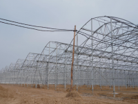 Келесте еліміздегі ең үлкен жылыжай салынуда