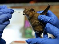 Қытайда жарқанаттан коронавирустың жаңа түрі табылды