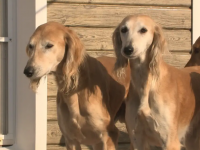 Қазақ тазысына берілген патент жарамсыз болып шықты
