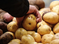 Биыл картоп бағасы тағы қымбаттай ма?