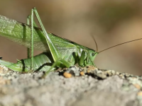 Оңтүстікті шегіртке қаптап жатыр. АШМ өкілі жауап берді