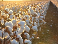 Мақтаның 85% шикі күйінде экспортталады — Депутат шаруалар мәселесін көтерді