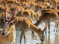 Қазақстаннан Қытайға 1500 киікті беру процесі қалай іске асады