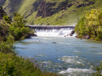 Сарыайғырдың сыры бөлек